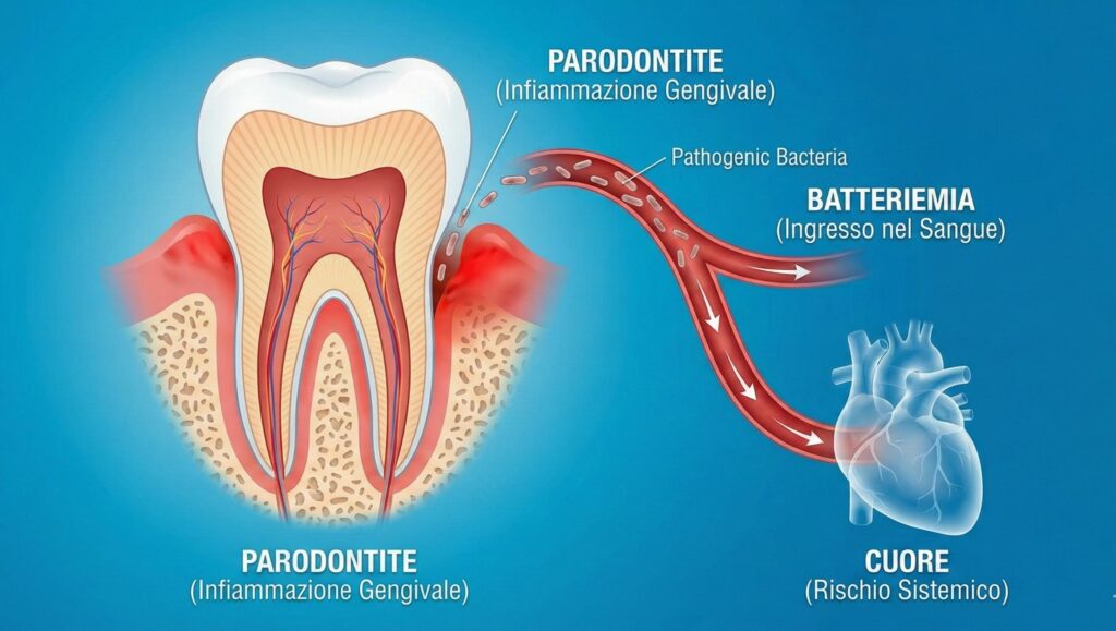 Il meccanismo: come i batteri arrivano al cuore
