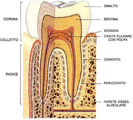 anatomia dente
