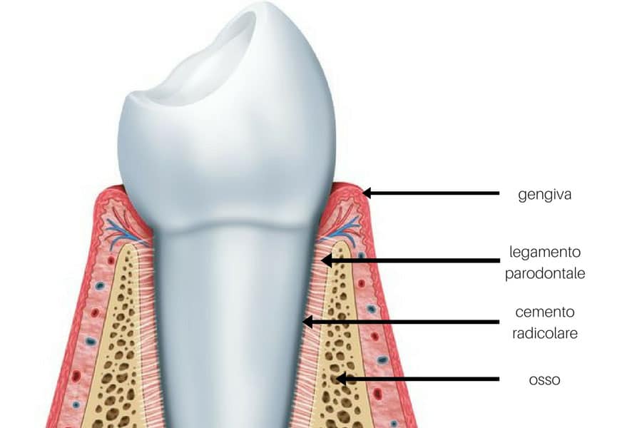 anatomia del dente sano in assenza di parodontite