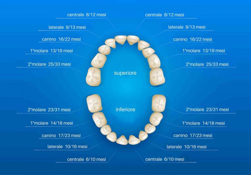 Caduta Denti Da Latte A 5 Anni Forum