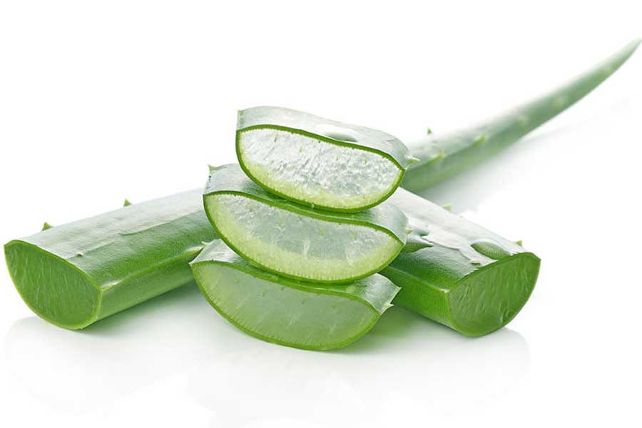 aloe vera