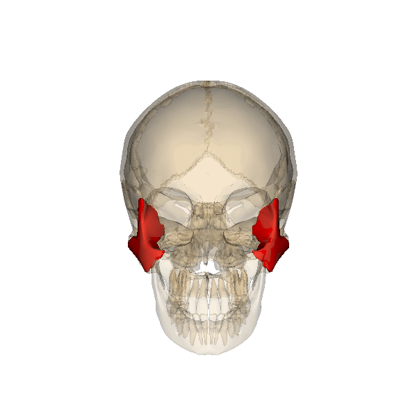 rotazione del cranio con evidenziato le ossa zigomatiche destra e sinistra