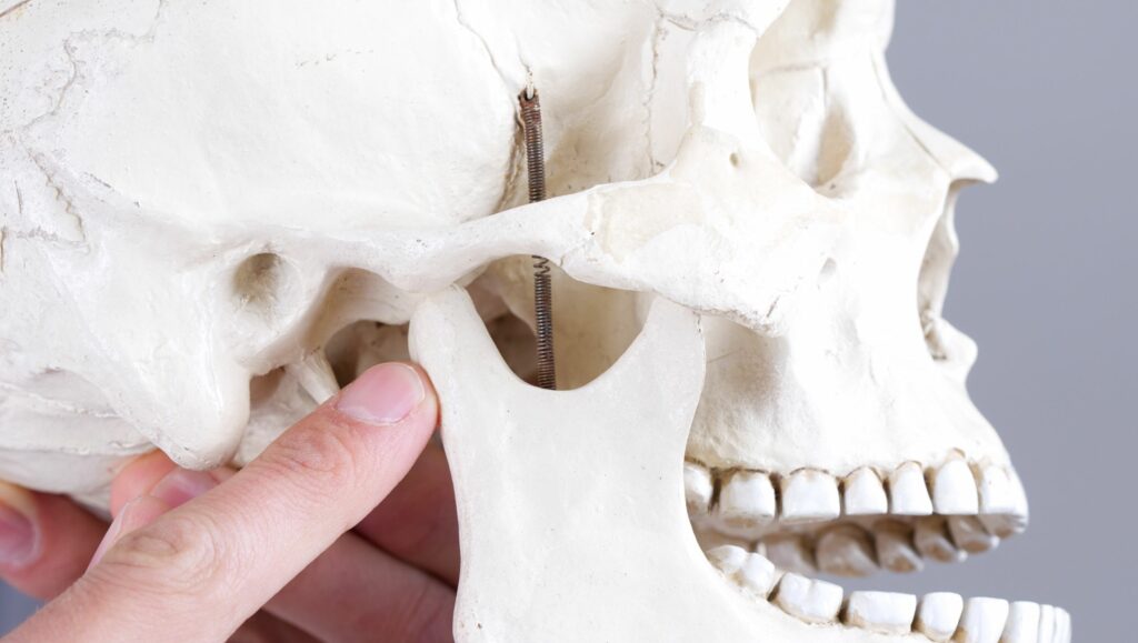 articolazione temporo mandibolare